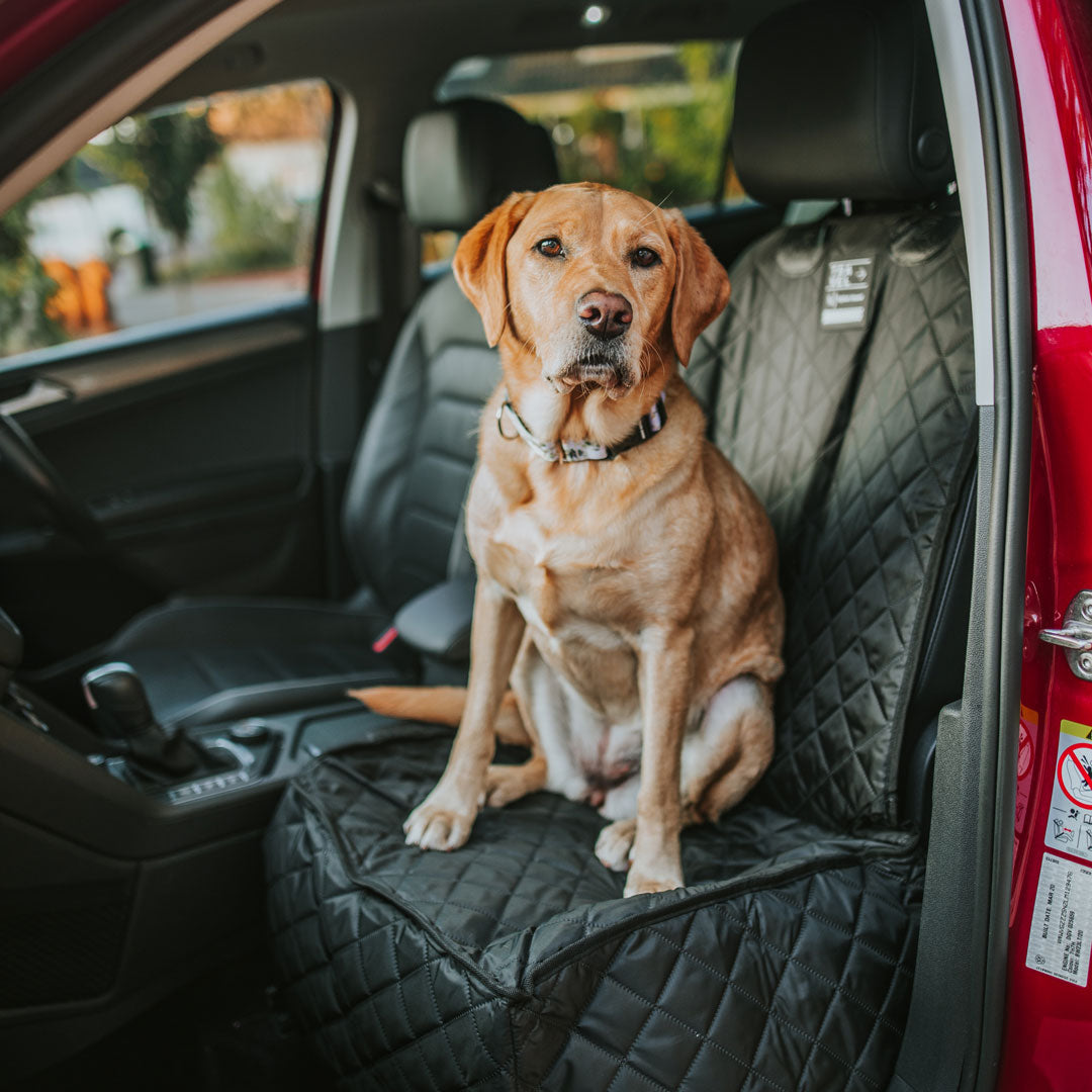 Single dog outlet seat cover