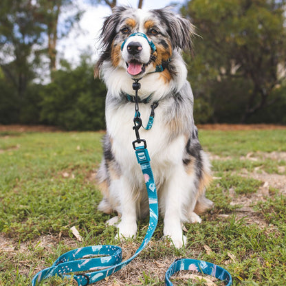 Nova Multi-Function Leash - Nova