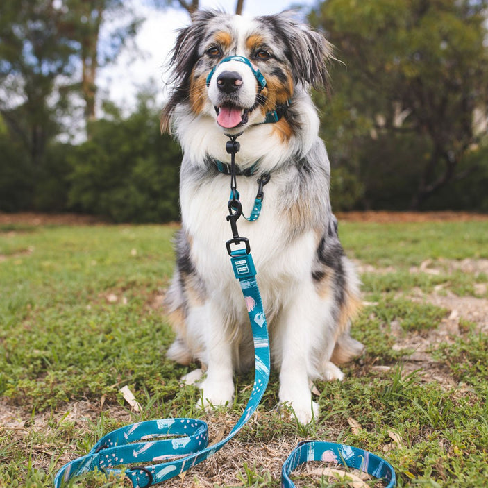 Nova Multi-Function Leash