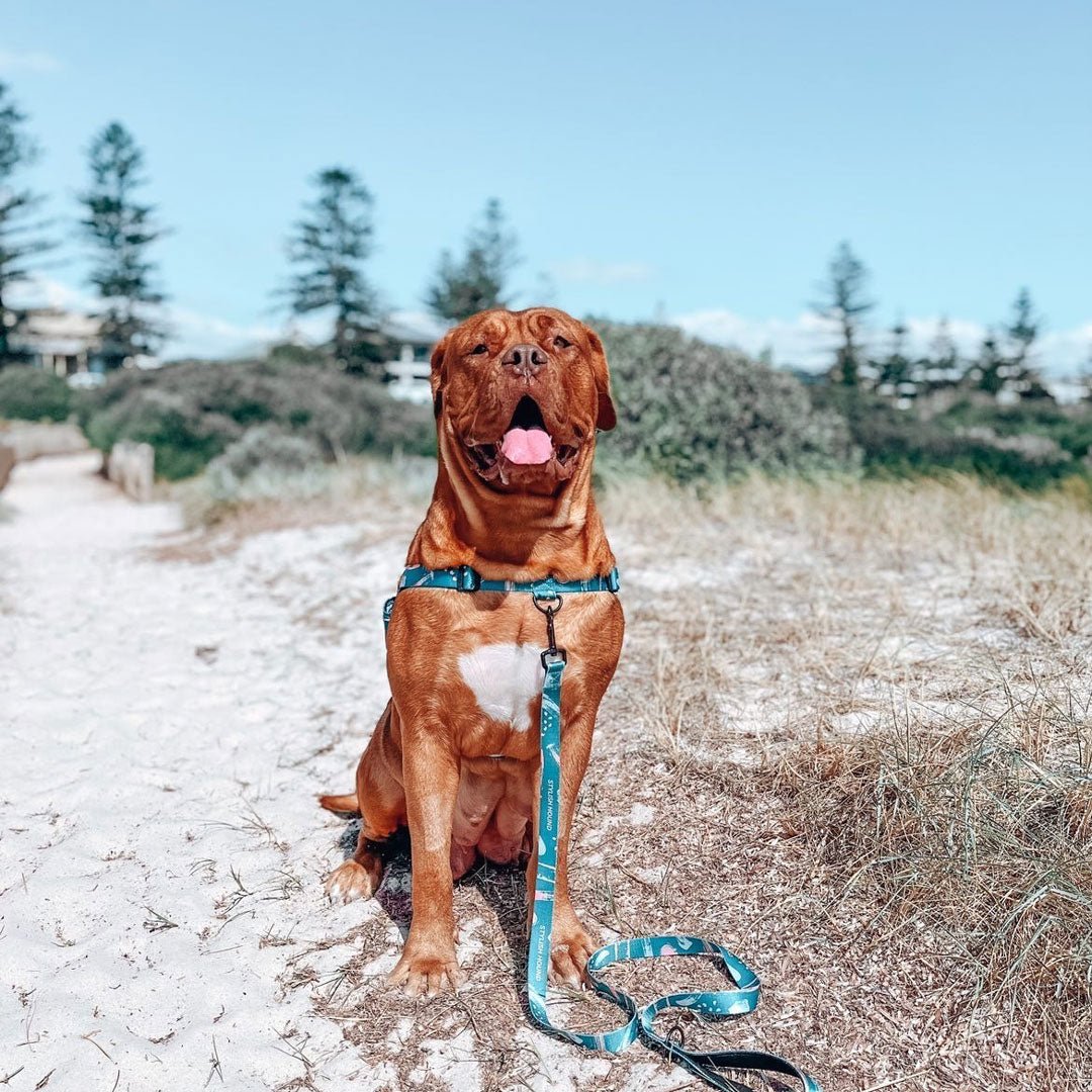 Nova OG No-Pull Training Harness - Nova