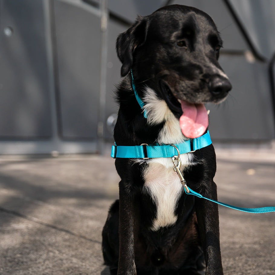 Quartz RNT No-Pull Training Harness - Quartz