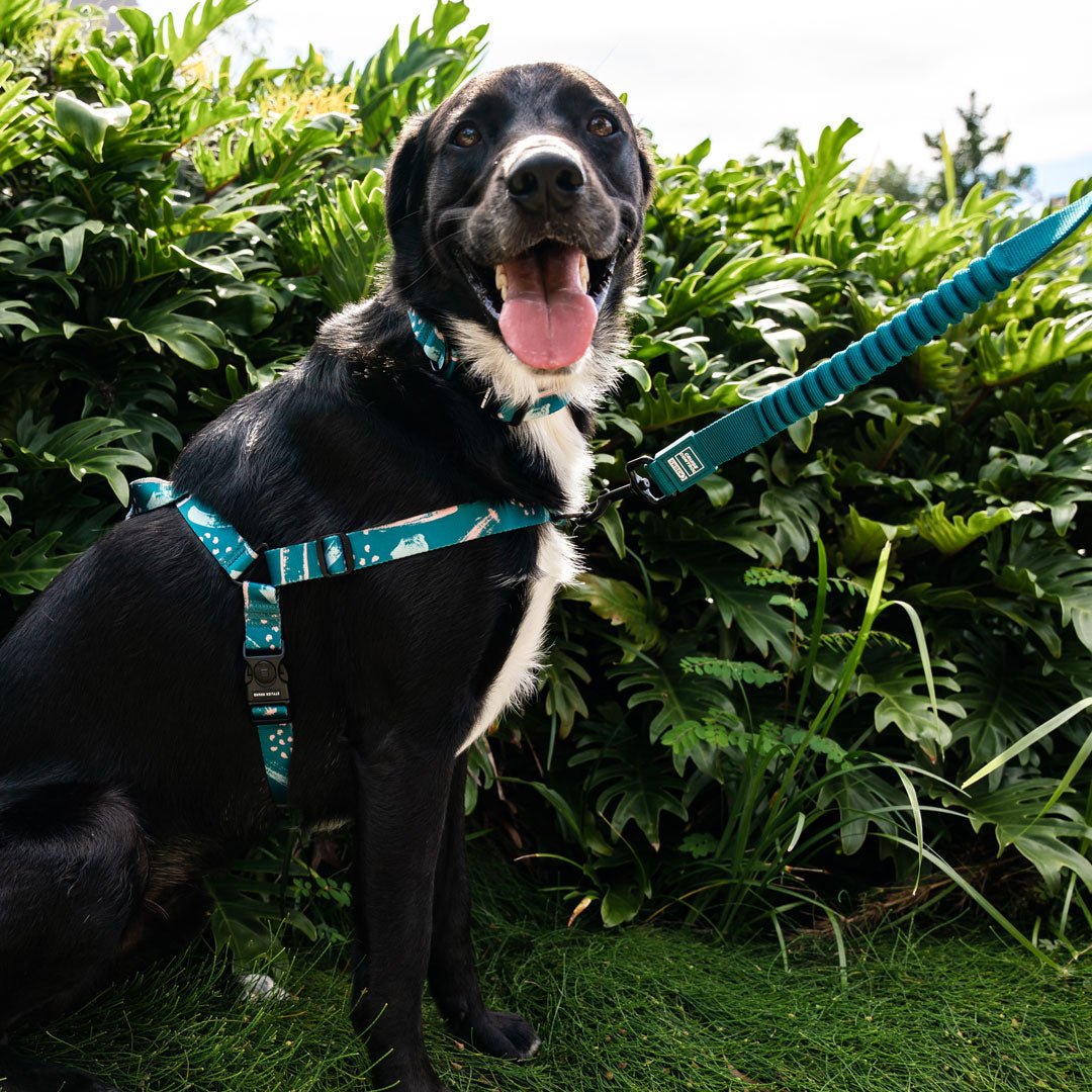 Nova CC Leash - Nova