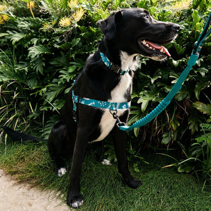Nova OG No-Pull Training Harness - Nova