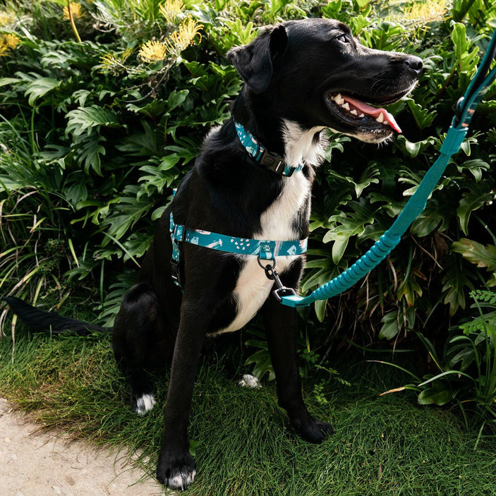 Nova OG No-Pull Training Harness