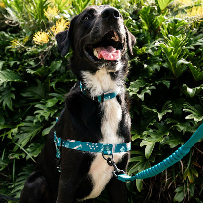 Nova CC Leash - Nova