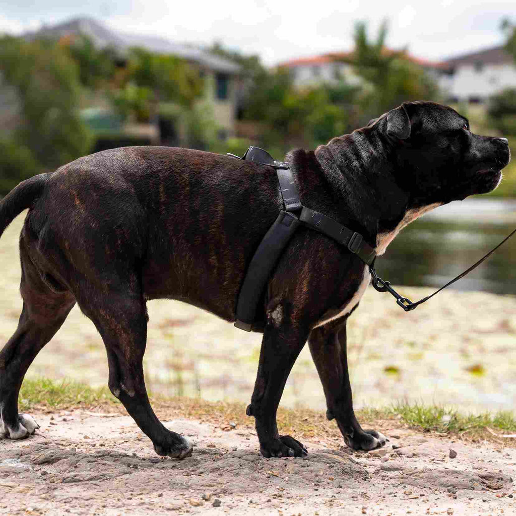 Blackout OG No-Pull Training Harness - Blackout