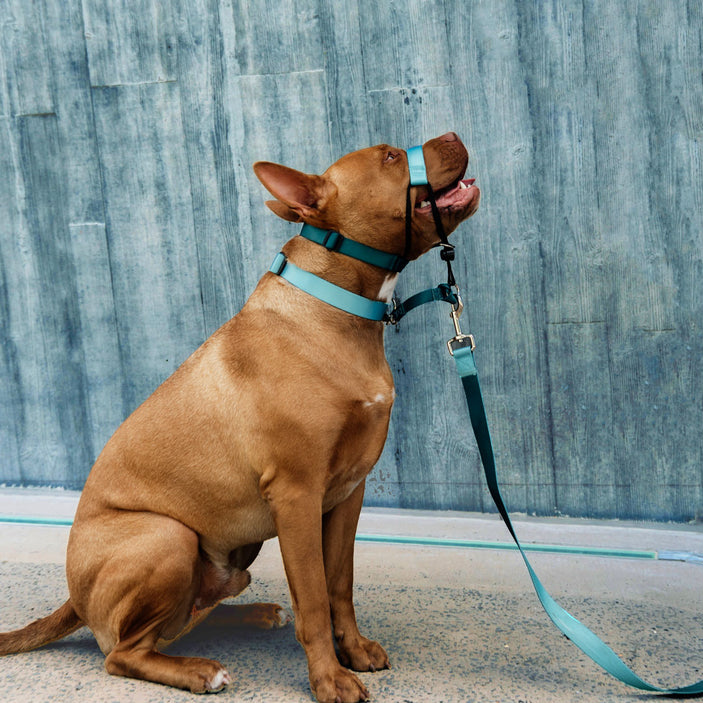 Quartz Leash