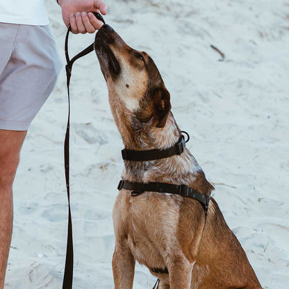 Blackout OG No-Pull Training Harness - Blackout