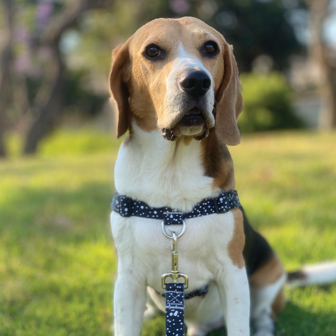 Jackson OG No Pull Training Harness Afterpay Stylish Hound
