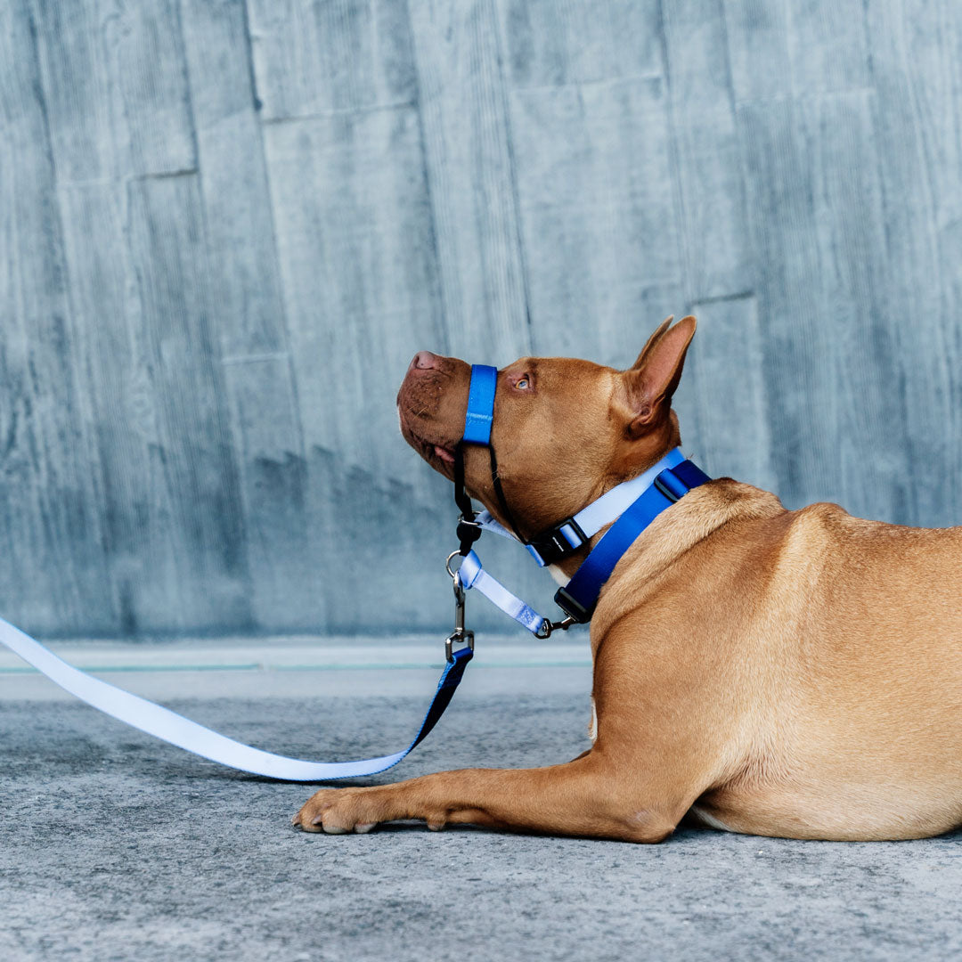 Horizon Halter - Horizon