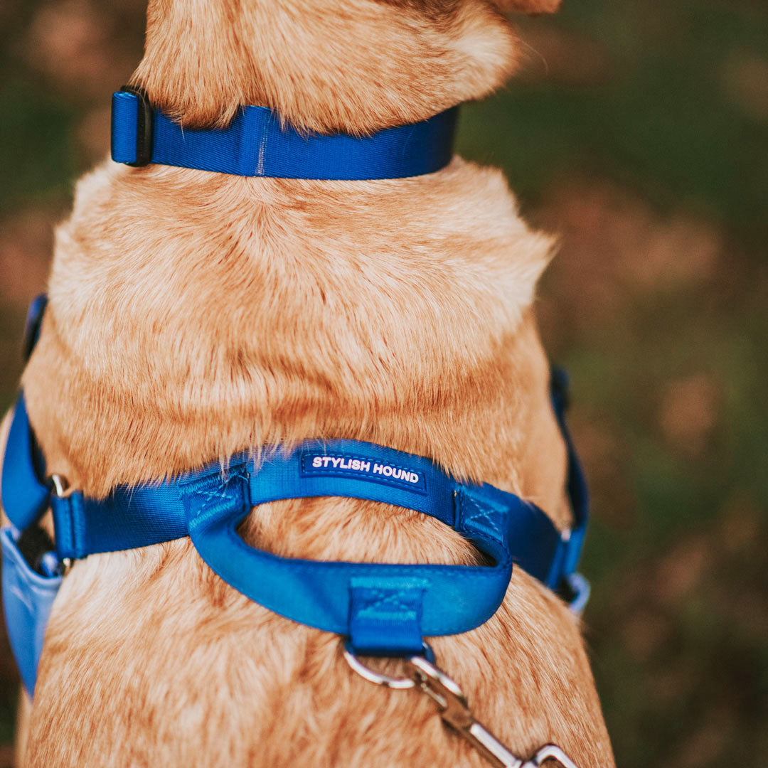 Horizon OG No Pull Training Harness