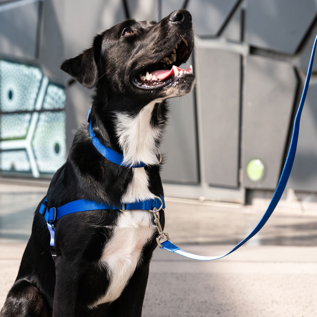 Horizon OG No Pull Training Harness