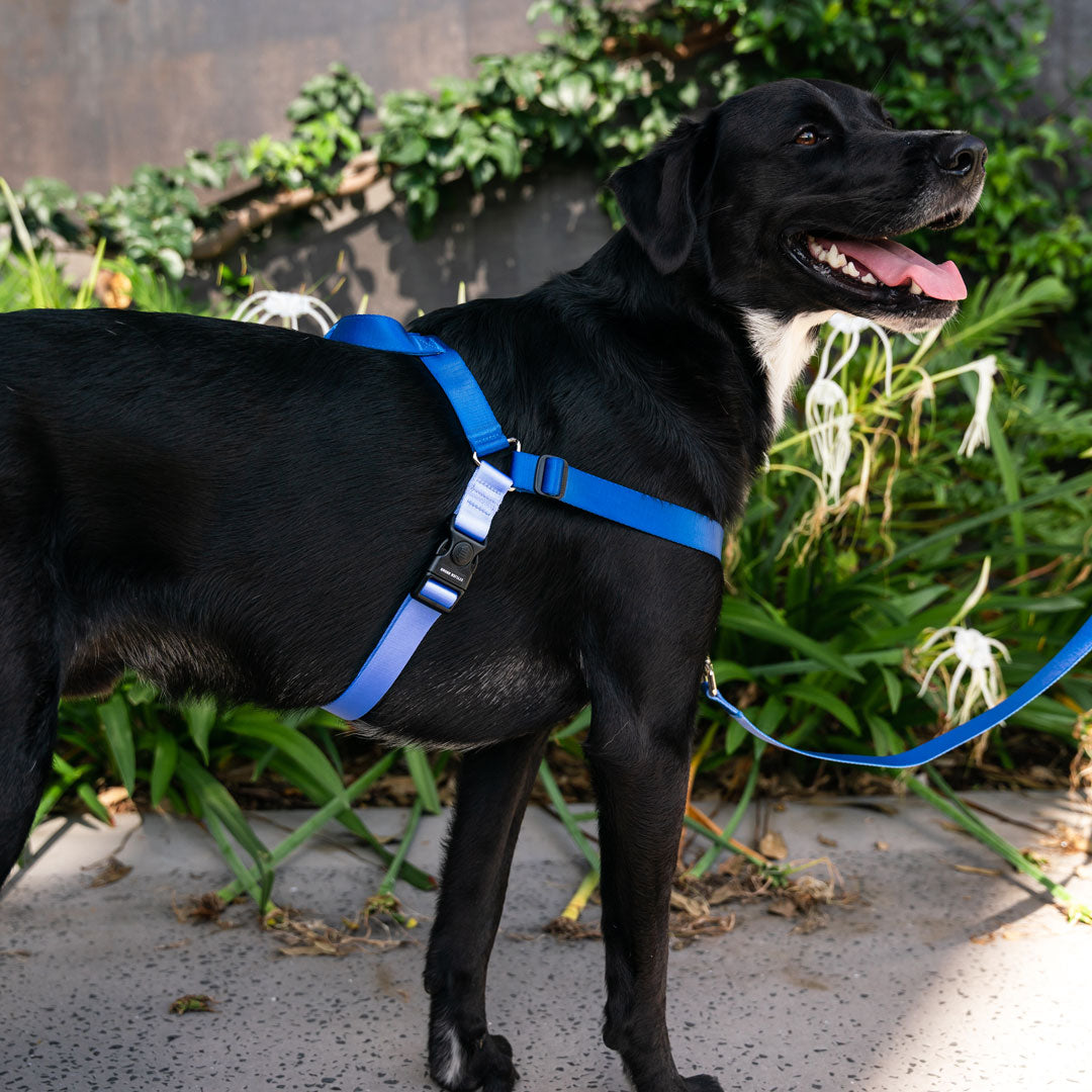 Horizon OG No-Pull Training Harness - Horizon