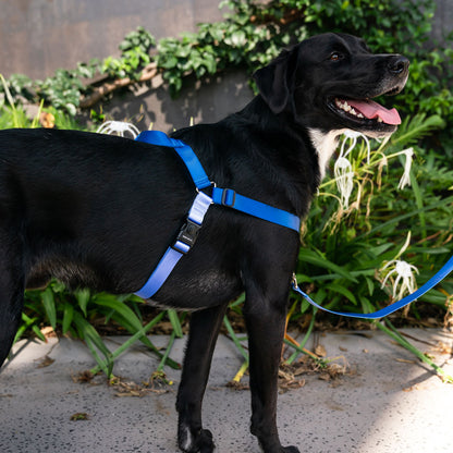 Horizon OG No-Pull Training Harness - Horizon