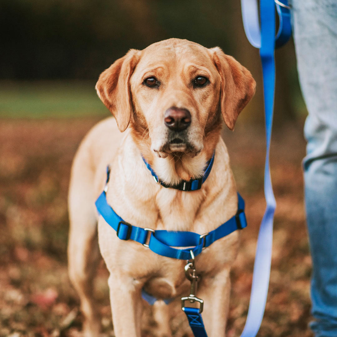 Best training harness cheap