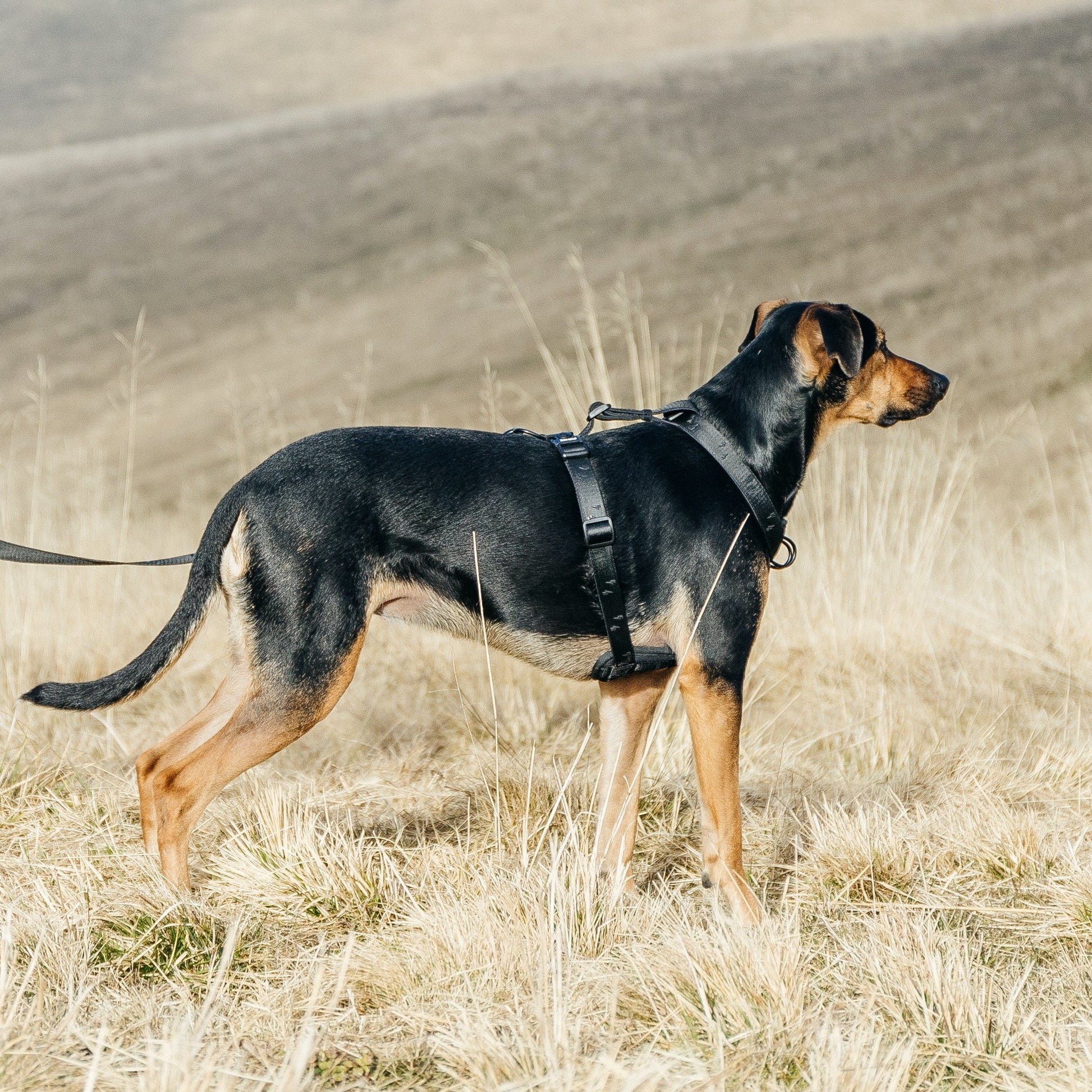 Blackout Explorer Chest Plate - Blackout