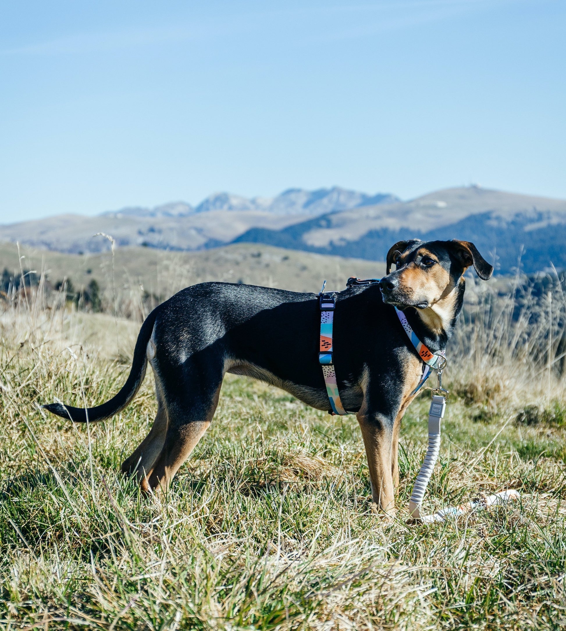 Newtown Explorer Chest Plate - Newtown