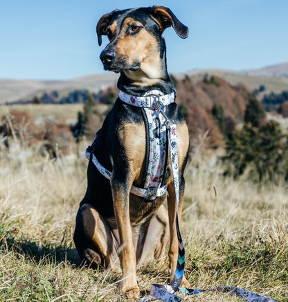 Evergreen Explorer Chest Plate - Evergreen