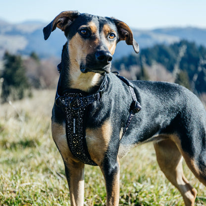 Jackson Explorer Chest Plate - Jackson