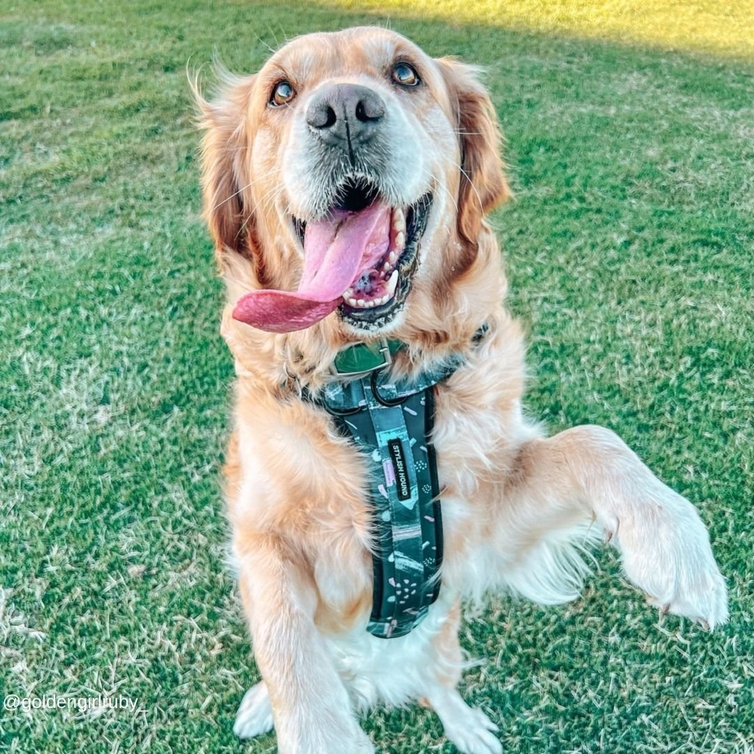 Nova Explorer Chest Plate - Nova