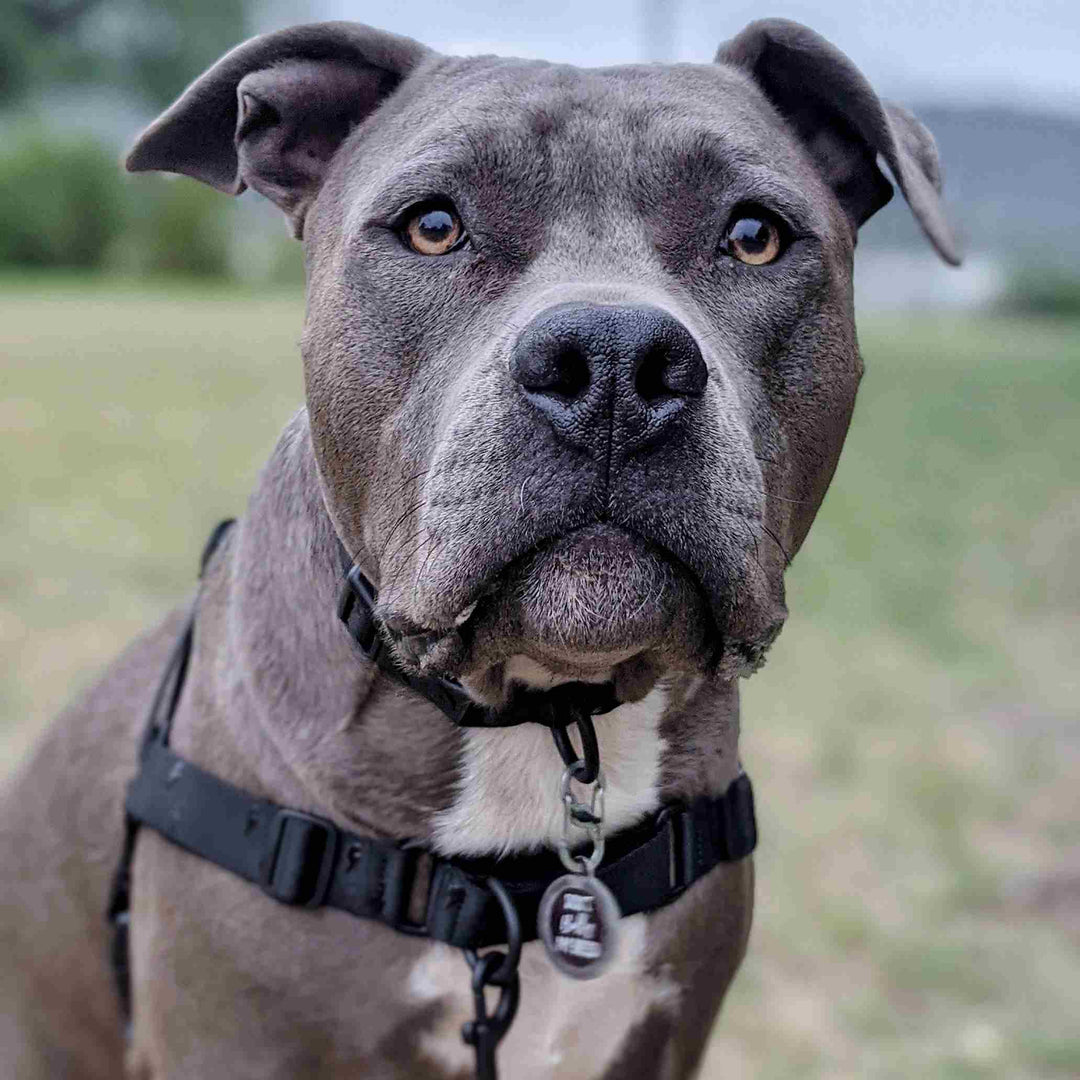 Harness for pitbulls outlet to stop pulling