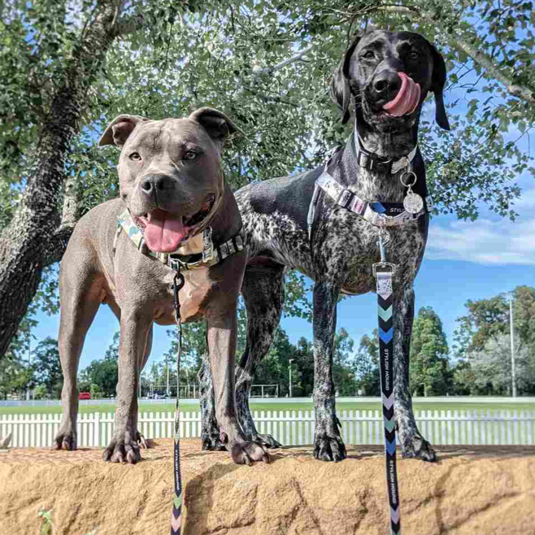 Evergreen RNT No-Pull Training Harness - Evergreen