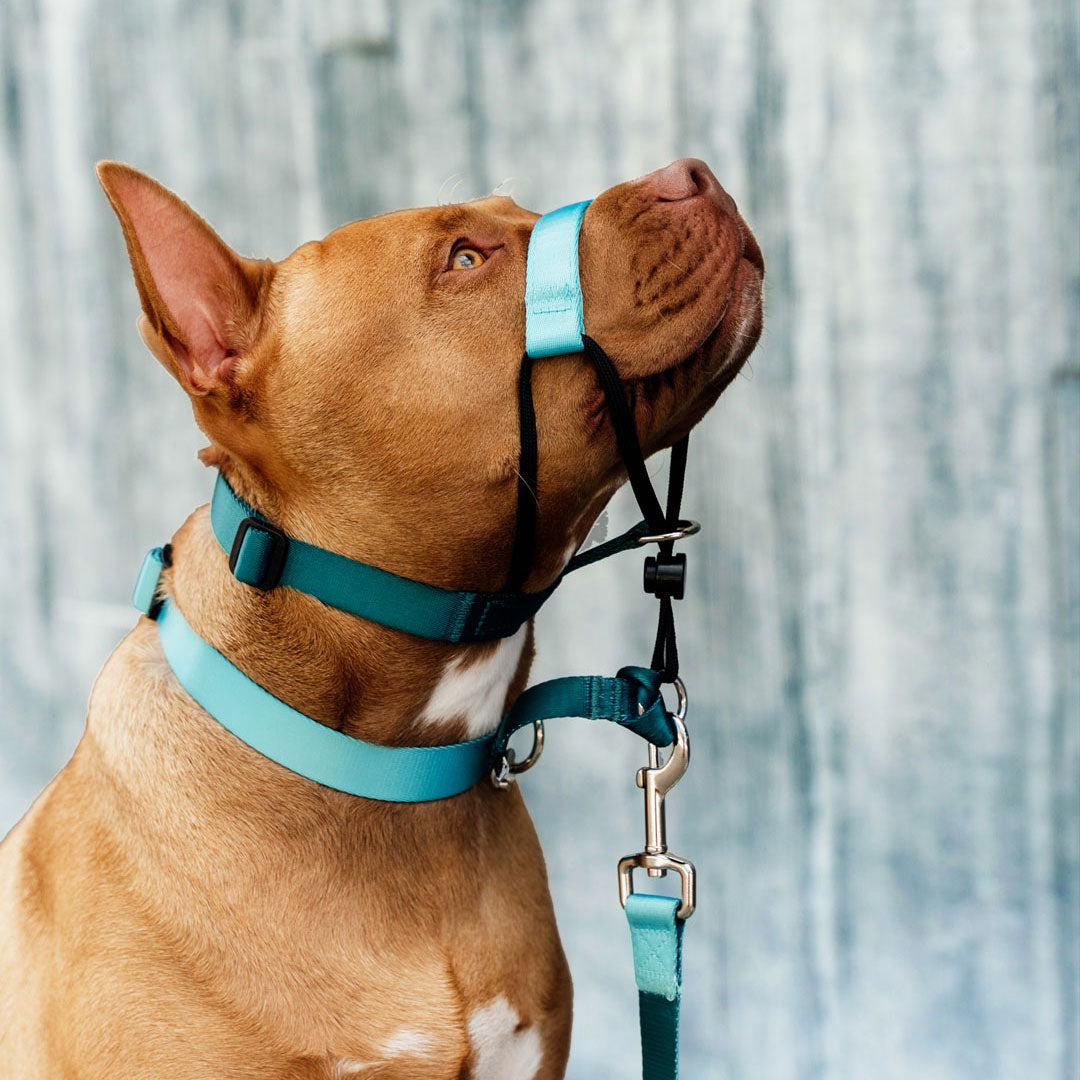 Quartz Collar - Quartz