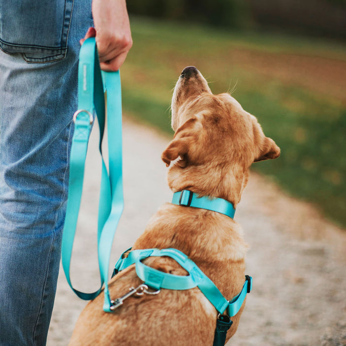 Quartz Leash