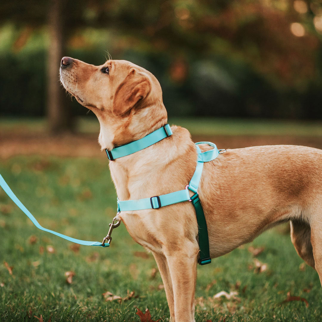 Quartz OG No Pull Training Harness
