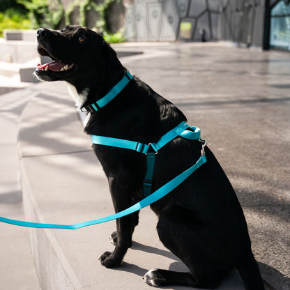 Quartz OG No-Pull Training Harness - Quartz