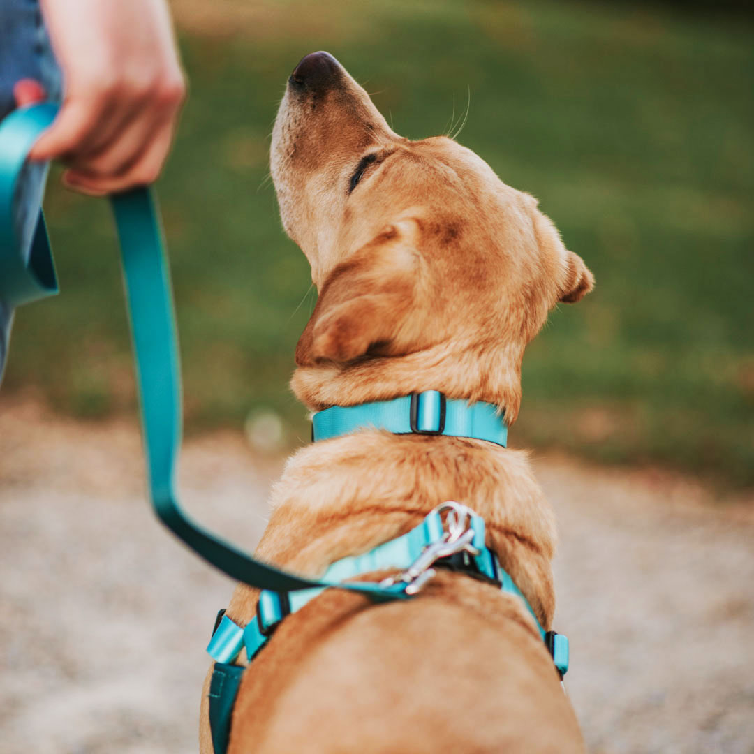 Quartz RNT No-Pull Training Harness - Quartz