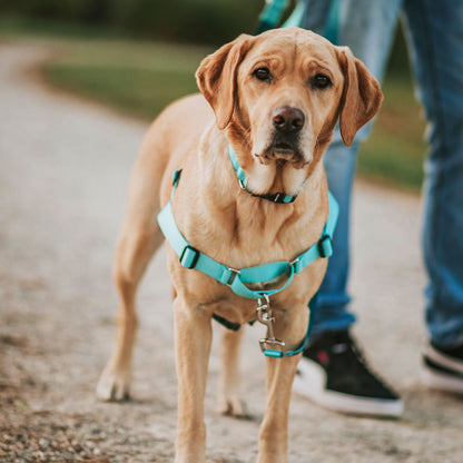 Quartz RNT No-Pull Training Harness - Quartz