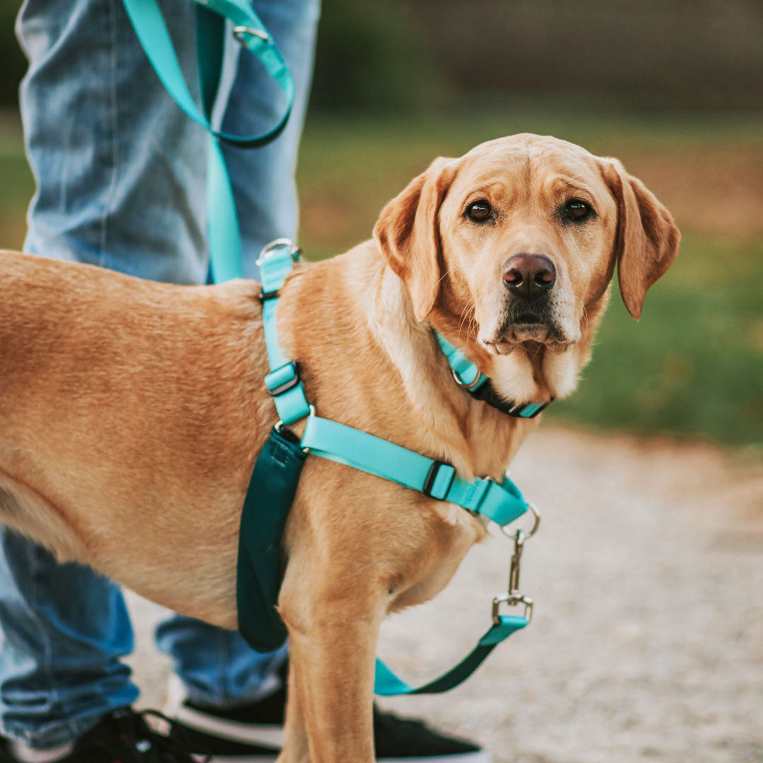 Quartz RNT No-Pull Training Harness - Quartz