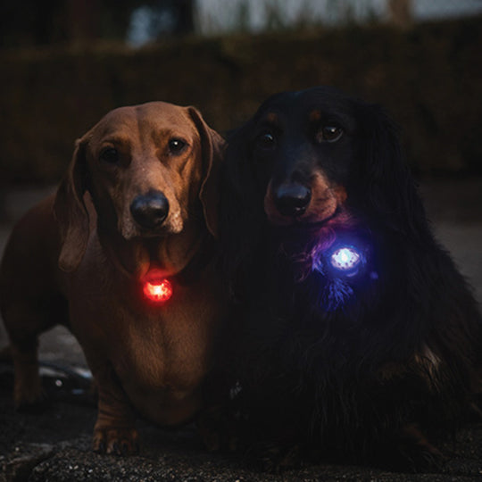Blue Water resistant Dog Light Afterpay Stylish Hound