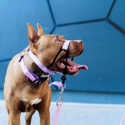 Sorbet Halter - Sorbet