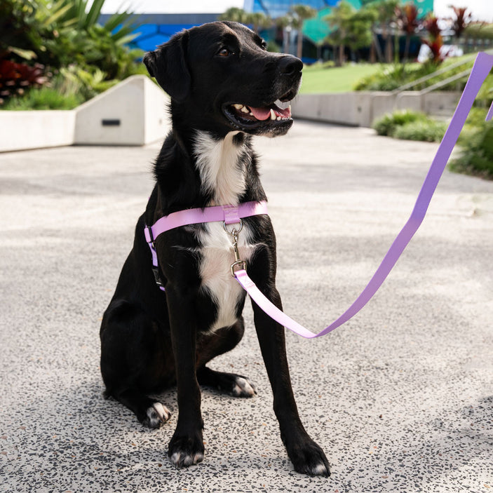 Sorbet Leash