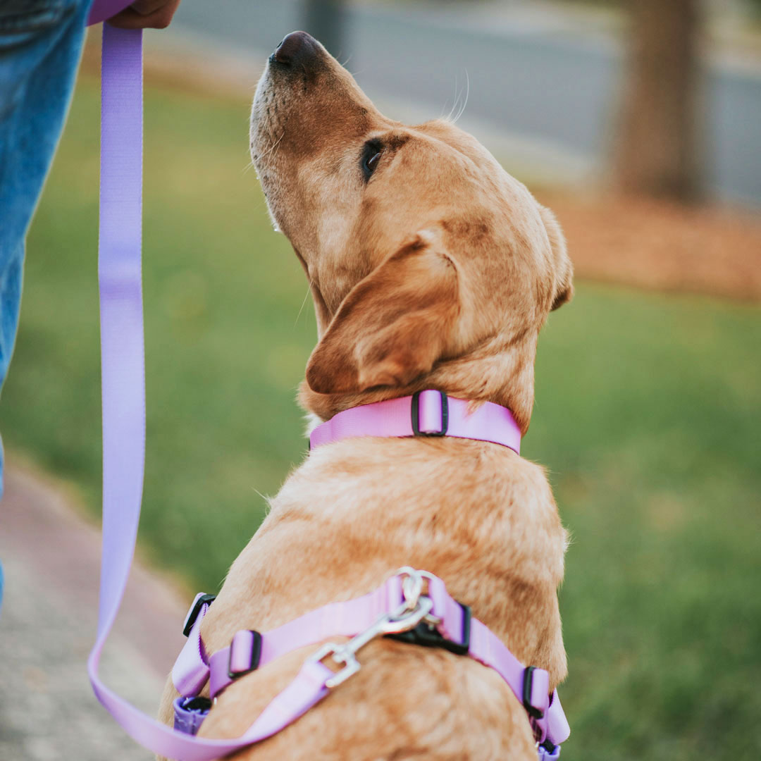 Sorbet RNT No-Pull Training Harness - Sorbet