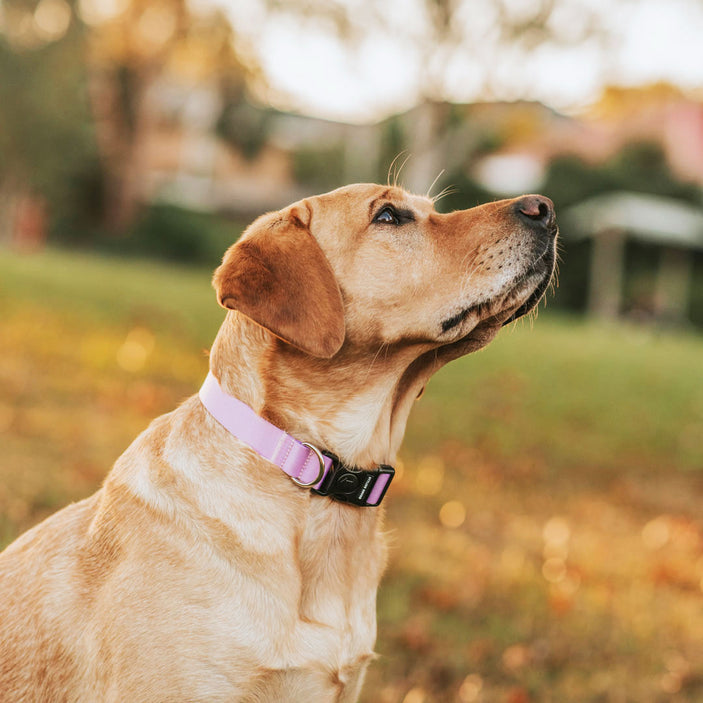 Sorbet Collar