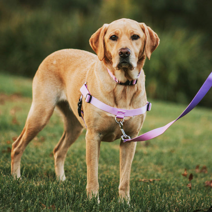 Sorbet OG No-Pull Training Harness