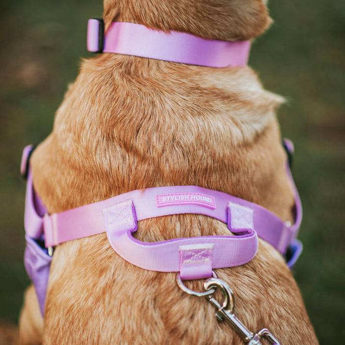 Sorbet OG No-Pull Training Harness