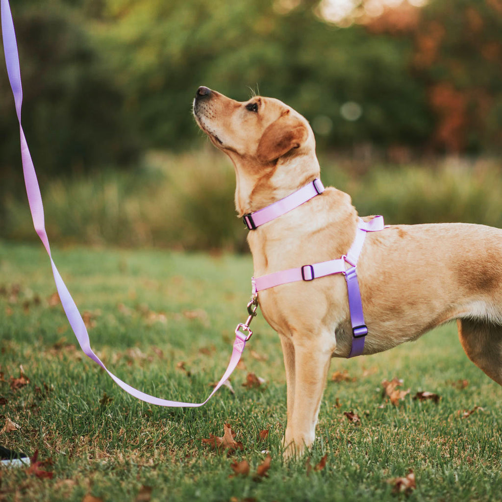 Sorbet OG No-Pull Training Harness - Sorbet