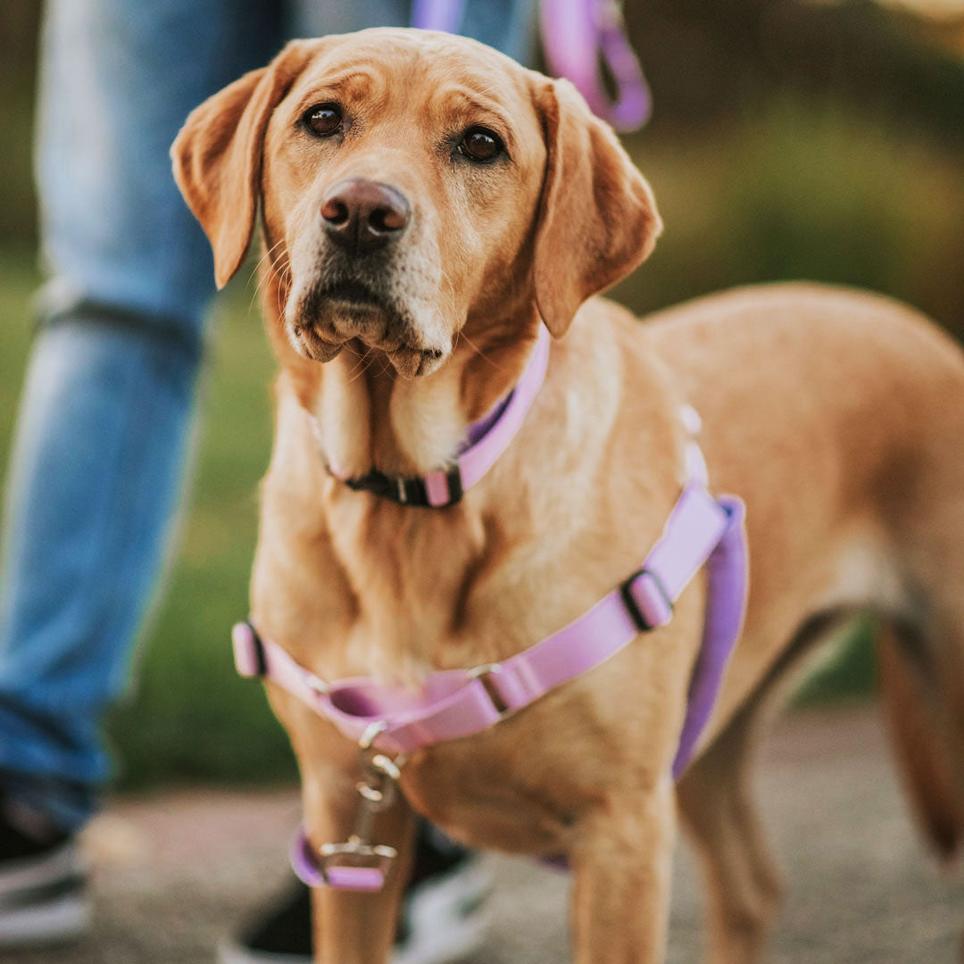 Sorbet RNT No-Pull Training Harness - Sorbet