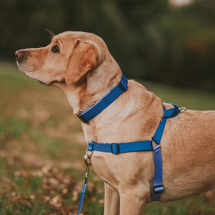 Horizon OG No-Pull Training Harness