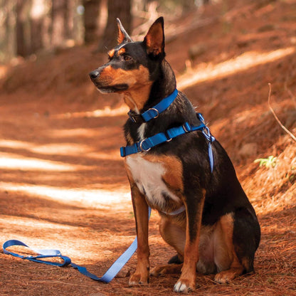 Horizon RNT No-Pull Training Harness - Horizon