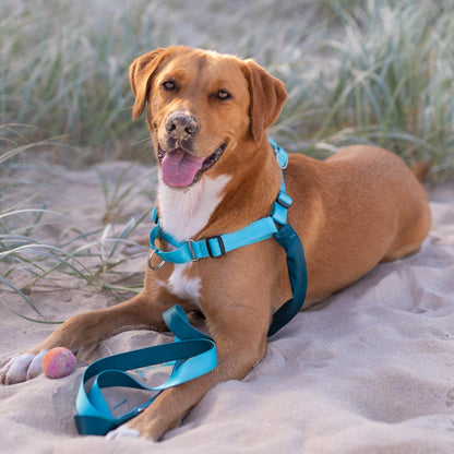 Quartz RNT No-Pull Training Harness - Quartz