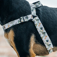 Safe Behind Bars Dog Harness – Dog-Gamutt