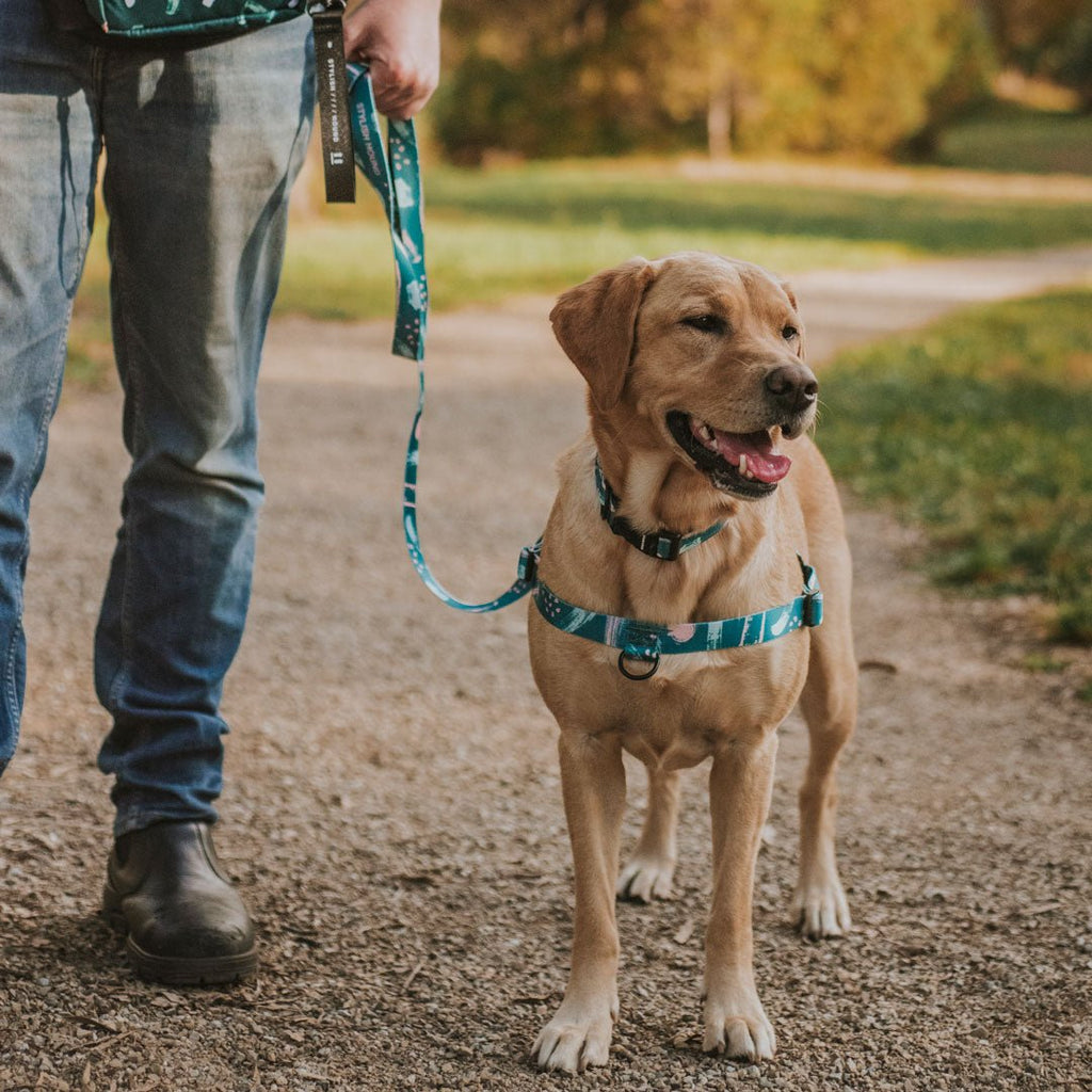 Nova OG No-Pull Training Harness - Nova
