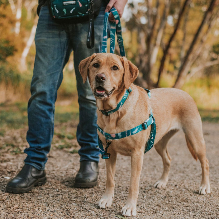 Nova OG No-Pull Training Harness - Nova