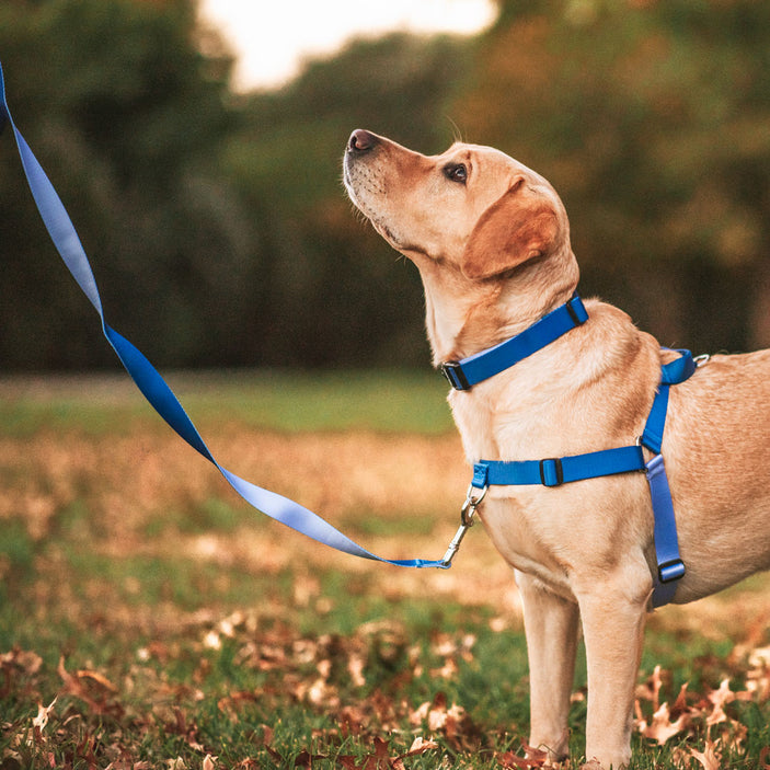 Horizon Leash