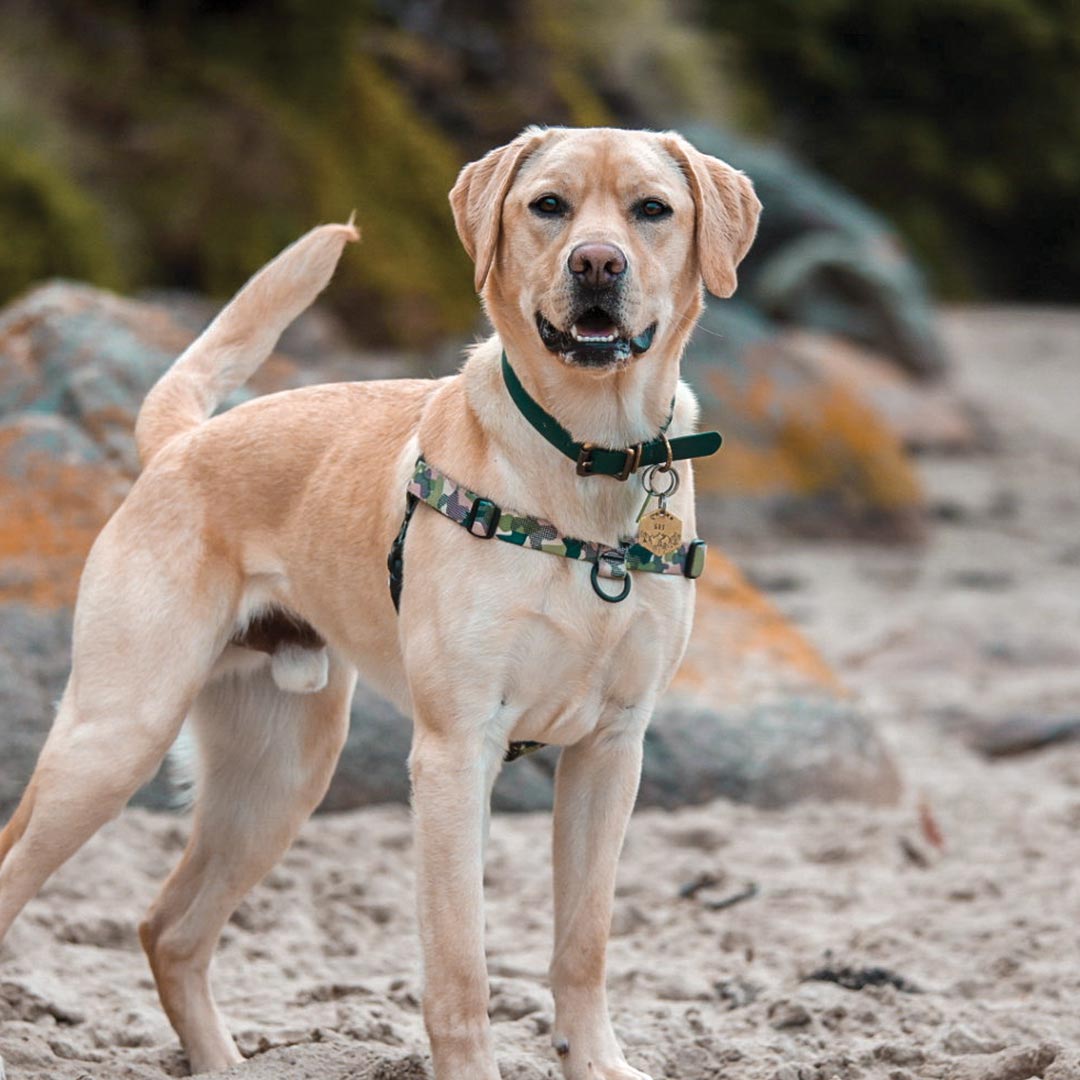 On Duty OG No-Pull Training Harness - On Duty